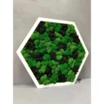 Сота с мхом «3 Ягеля»
