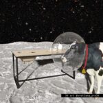 Стол обеденный с выменем фанера натуральная ARCHPOLE